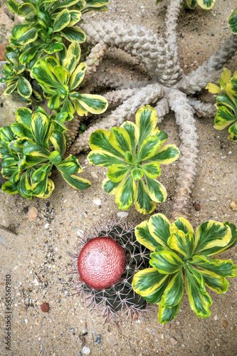 Euphorbia Poissonii Plant and Turk's-cap Cactus. photo