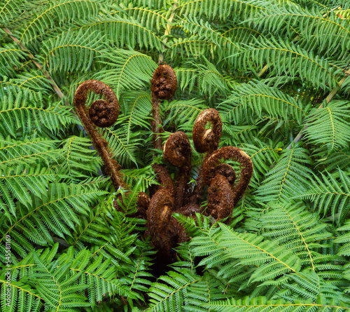 The uncurling fronds of Cyathea dealbata, the NZ Silver Fern photo