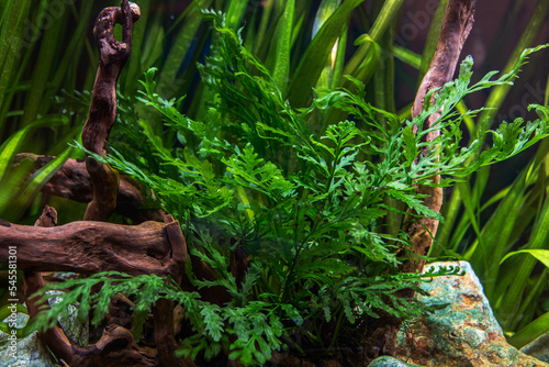 Bolbitis fern on a snag in a freshwater aquarium.