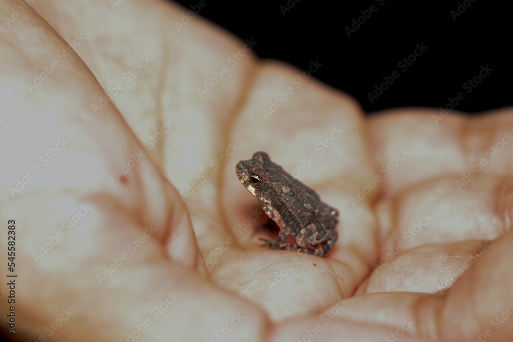 Obraz premium frog in hand