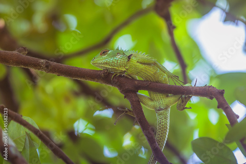 Oriental Garden Lizard | Eastern Garden Lizard or Changeable Lizard (Calotes versicolor) is an agamid lizard found widely distributed in Asia.