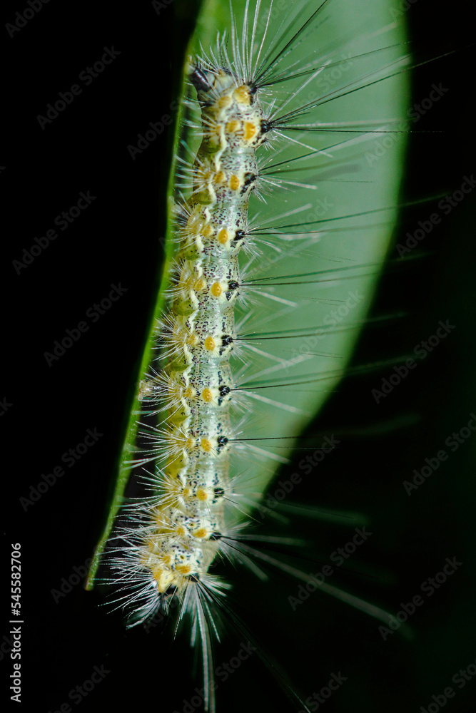 Fototapeta premium Hairy caterpillar