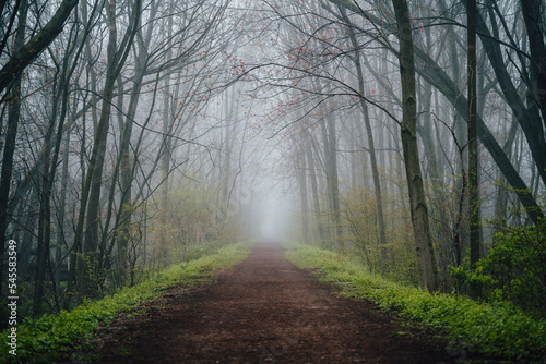 Foggy Path in a Forest