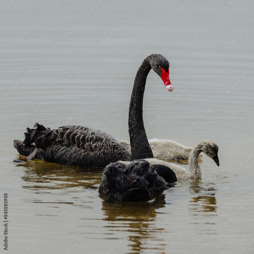Fototapeta premium Pair of adult Black Swans with their baby juvenile swans, swimming in at Lakes Entrance, Victoria 