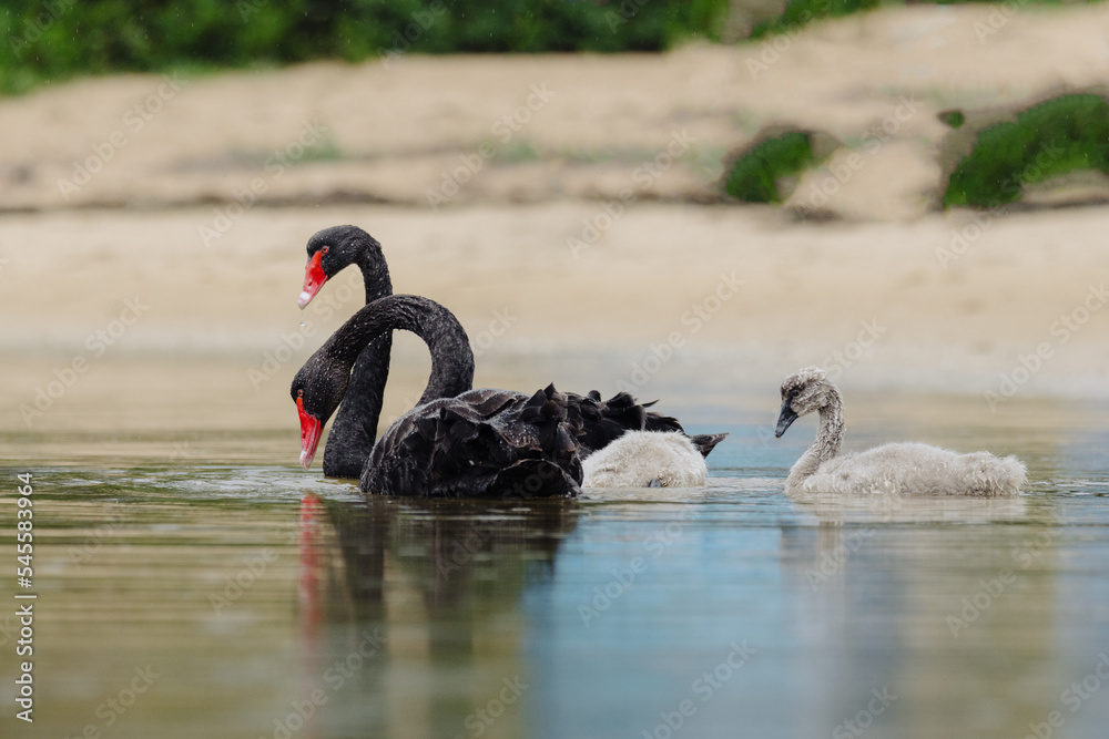 Fototapeta premium Pair of adult Black Swans with their baby juvenile swans, swimming in at Lakes Entrance, Victoria