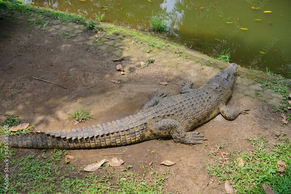 The saltwater crocodile (Crocodylus porosus) is a crocodilian native to saltwater habitats and brackish wetlands from India's east coast across Southeast Asia and the Sundaic region to Australia The saltwater crocodile (Crocodylus porosus) is a crocodilian native to saltwater habitats and brackish wetlands from India's east coast across Southeast Asia and the Sundaic region to Australia