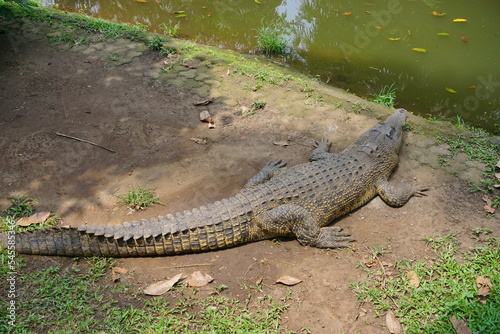 The saltwater crocodile (Crocodylus porosus) is a crocodilian native to saltwater habitats and brackish wetlands from India's east coast across Southeast Asia and the Sundaic region to Australia