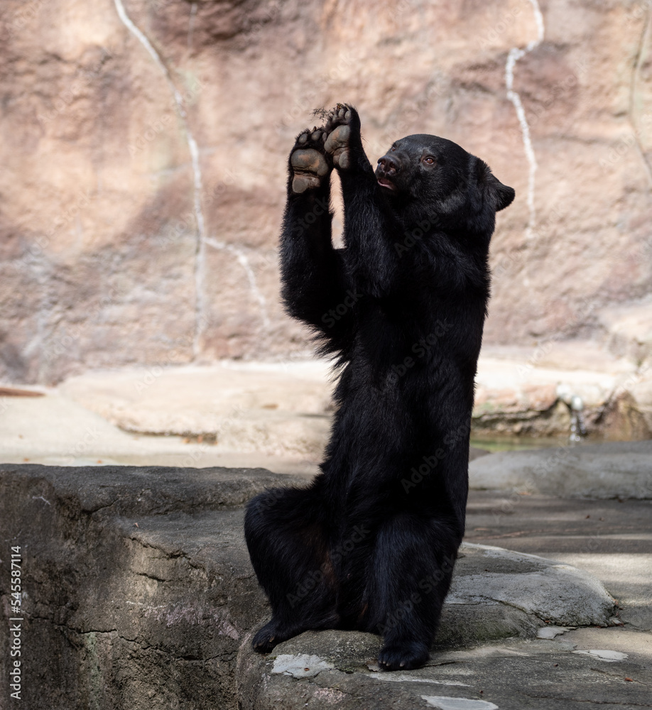 ポーズをとるツキノワグマ