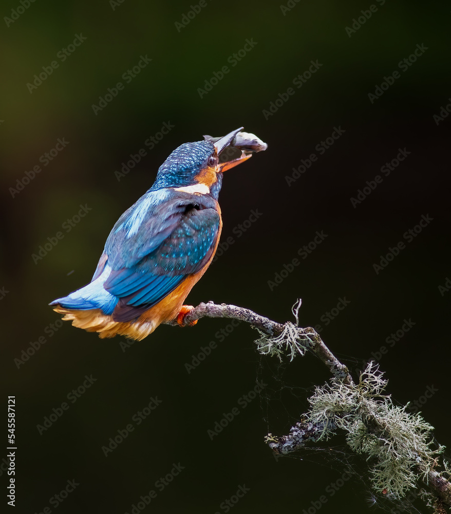 Dinner is Here - kingfisher with fish