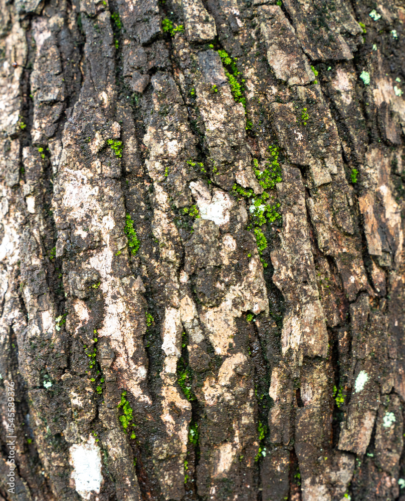 Obraz premium Authentic wood element abstract background. High resolution and quality. All natural patterns, no man made. Very good use for 3D skin and materials library.