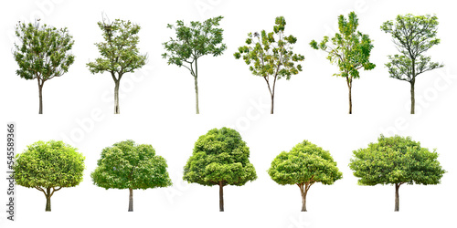 Collection Trees and bonsai green leaves and some with yellow flowers.  total 11 trees.  png  