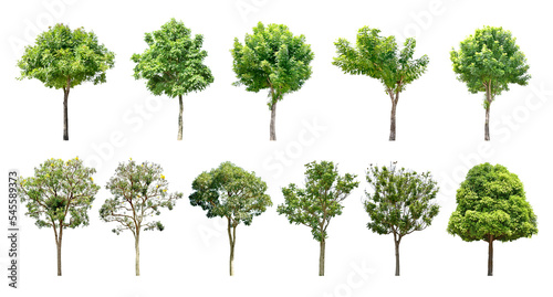 Collection Trees and bonsai green leaves and some with yellow flowers.  total 11 trees.  png  