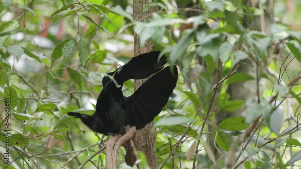 a male victoria's riflebird performs a mating display while perched in a tree at lake eacham in nth qld, australia a male victoria's riflebird performs a mating display while perched in a tree at lake eacham in nth qld, australia