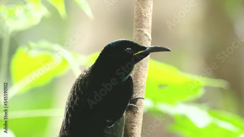 a close up of a male victoria's riflebird perching on a liana in a rainforest at lake eacham in nth qld, australia photo