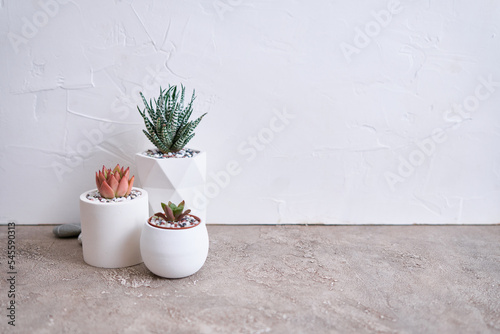 pots with groups of houseplants on concrete table - Echeveria and Pachyveria opalina Succulents © Anatoly Repin