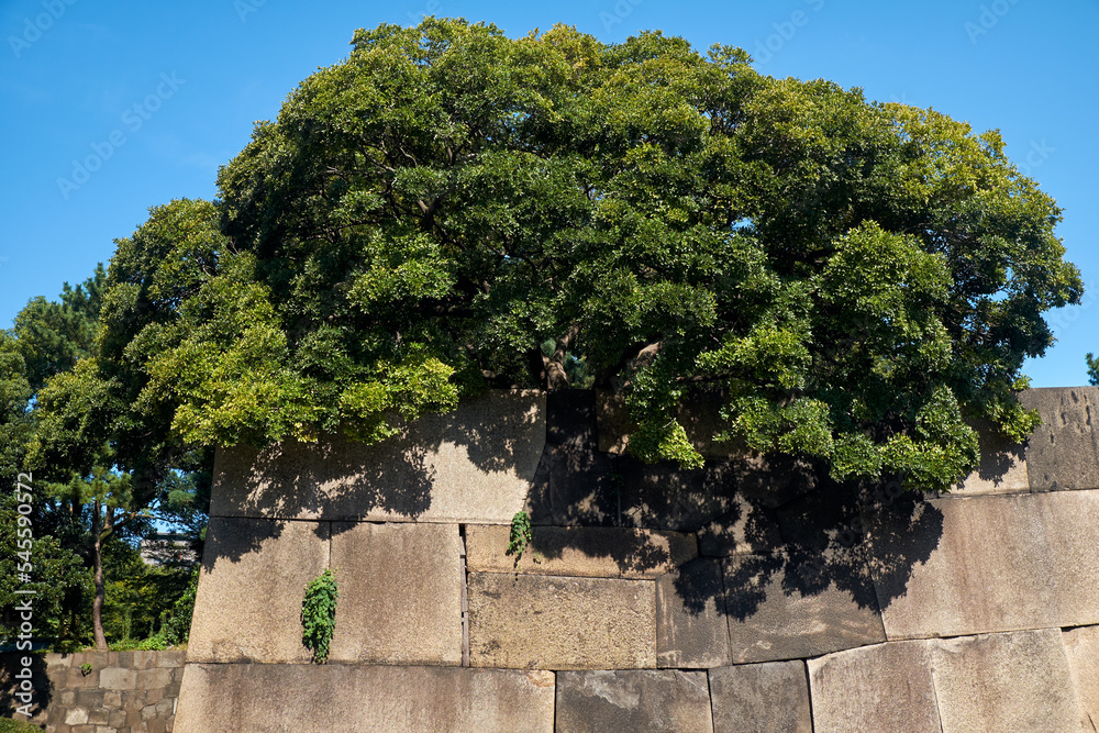 The stone wall of the old Edo castle in the Tokyo Imperial Palace. Tokyo. Japan