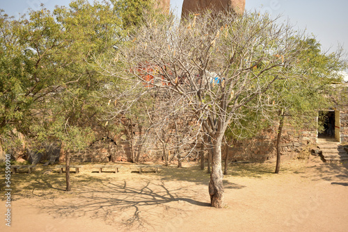Dry Tree barks-branches in Forest background Stock Photograph Image