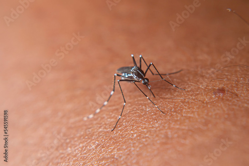 Aedes aegypti mosquito is sucking blood on the human body