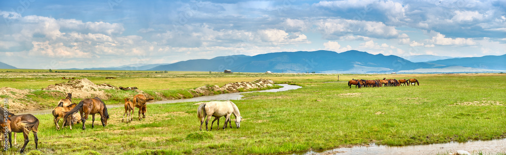 Horses graze in the Buryat steppe in the Barguzinsky district of the Republic of Buryatia near Lake Baikal.