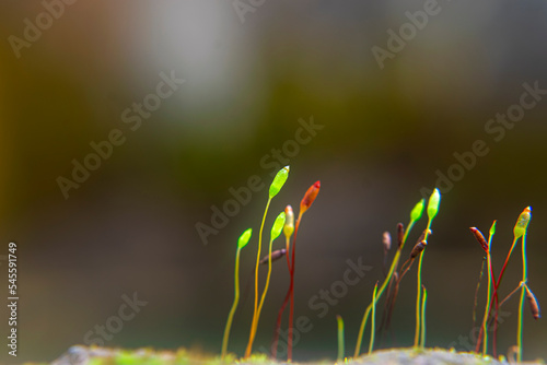 Moss flowers, Ceratodon purpureus, green moss, Moss patch growing on the wall of a public bathroom photo