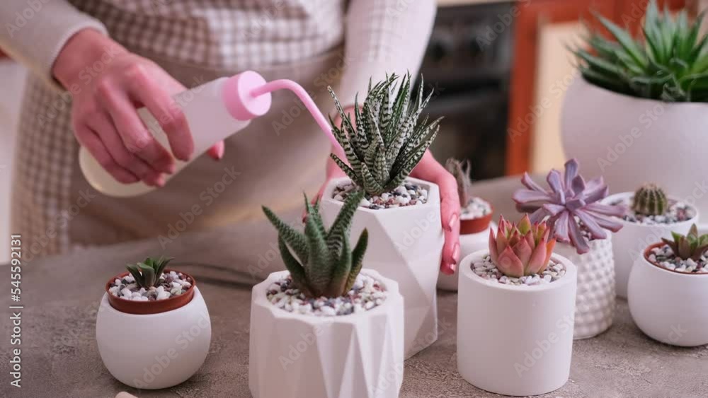 Woman cultivating house succulent plants - Echeveria, Pachyveria, Havorthia Woman cultivating house succulent plants - Echeveria, Pachyveria, Havorthia