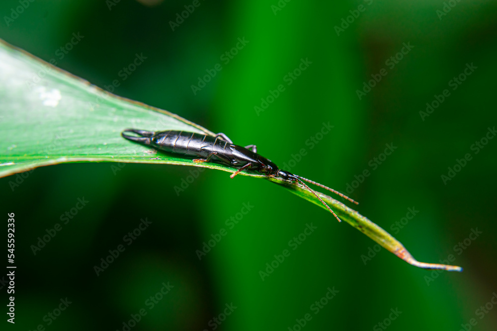 earwig dermaptera, black earwig, Chelisoches morio, Euborellia annulipes, ringlegged earwig sitting on a leaf earwig dermaptera, black earwig, Chelisoches morio, Euborellia annulipes, ringlegged earwig sitting on a leaf