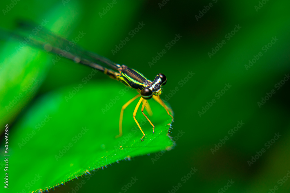 Close Up of Needle Dragonfly, Zygoptera head face Close Up of Needle Dragonfly, Zygoptera head face