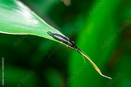 earwig dermaptera, black earwig, Chelisoches morio, Euborellia annulipes, ringlegged earwig sitting on a leaf photo