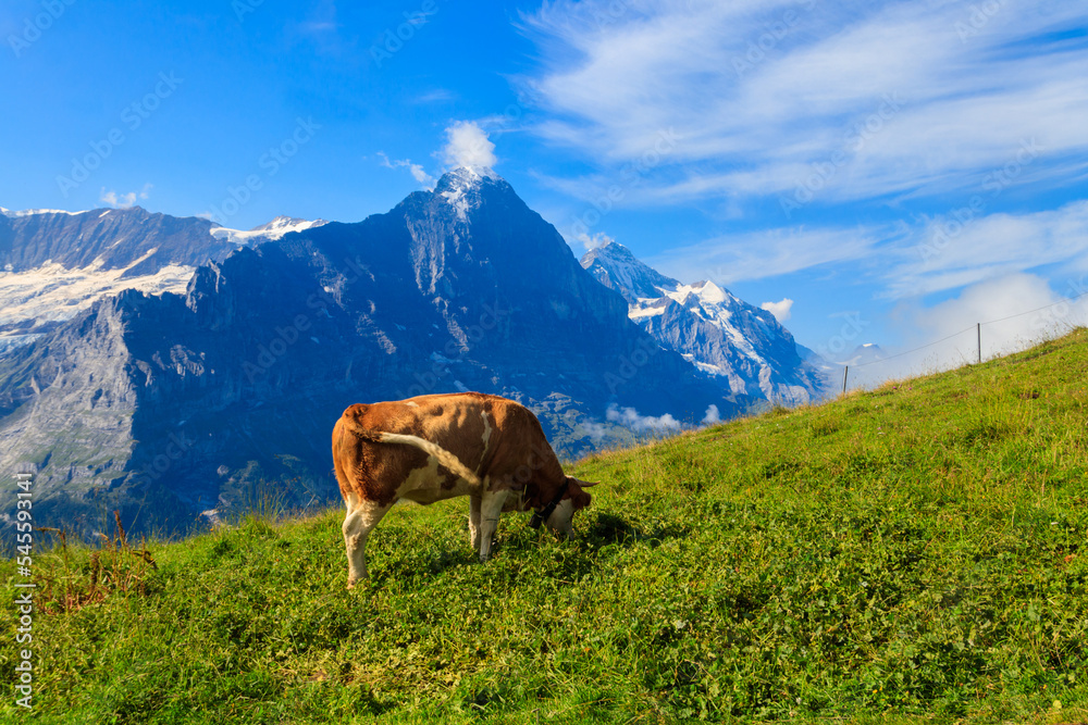 Cow grazing on an alpine meadow on First Mountain high above Grindelwald, Switzerland Cow grazing on an alpine meadow on First Mountain high above Grindelwald, Switzerland