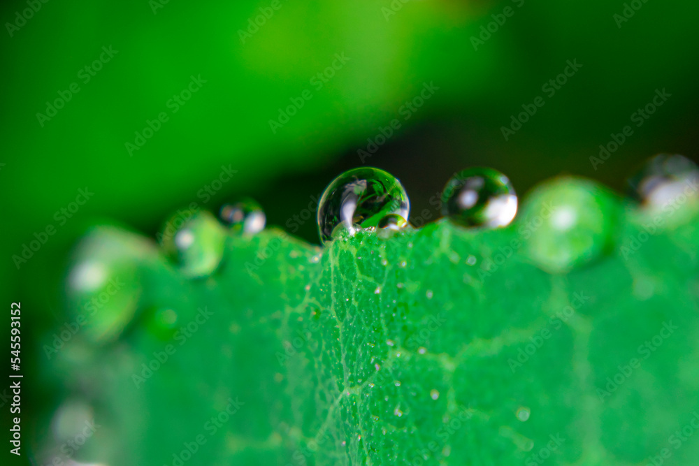 view of green leaves exposed to dew in the morning view of green leaves exposed to dew in the morning
