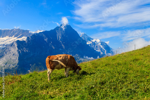 Cow grazing on an alpine meadow on First Mountain high above Grindelwald, Switzerland © olyasolodenko