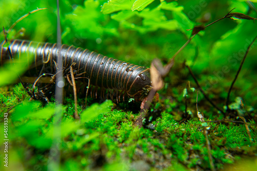 milipede  centipede  kaki seribu  uling  luing  luwing  keluwing Diplopoda Spirostreptus  Myriapoda  milpi  s   Eumillipes persephone walks looking for rotten leaves or young leaves on the ground