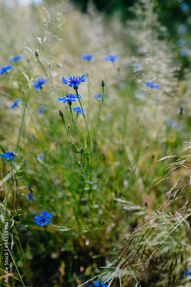 Blue cornflowers stand among high grass