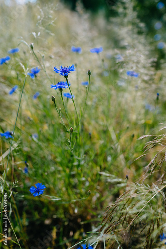 Blue cornflowers stand among high grass
