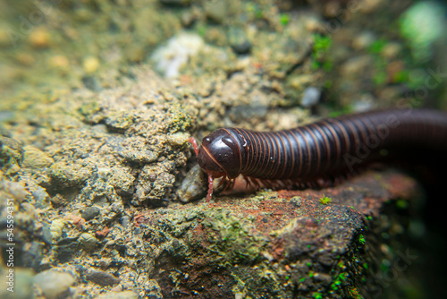 milipede, centipede, kaki seribu, uling, luing, luwing, keluwing,Diplopoda,Spirostreptus, Myriapoda, milpiés , Eumillipes persephone walks looking for rotten leaves or young leaves on the ground photo