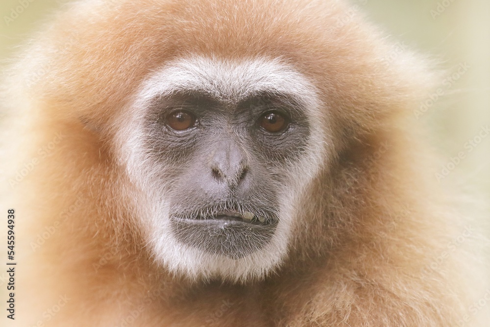 Obraz premium シロテテナガザルの表情のアップ