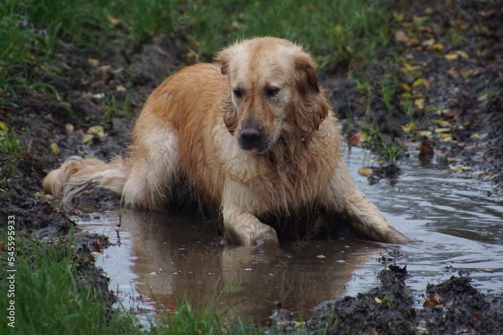 Golden Retriever relaxed in Pfütze Golden Retriever relaxed in Pfütze