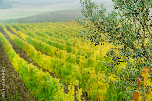 autumn vineyard and olive tree