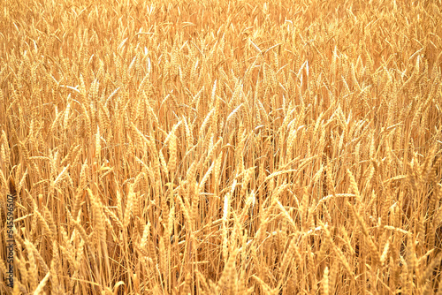 yellow field of ripe wheat close-up background backdrop