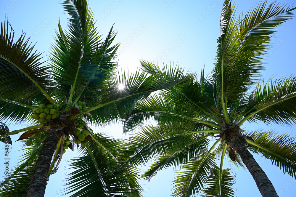 coconut trees on beach, natural background coconut trees on beach, natural background