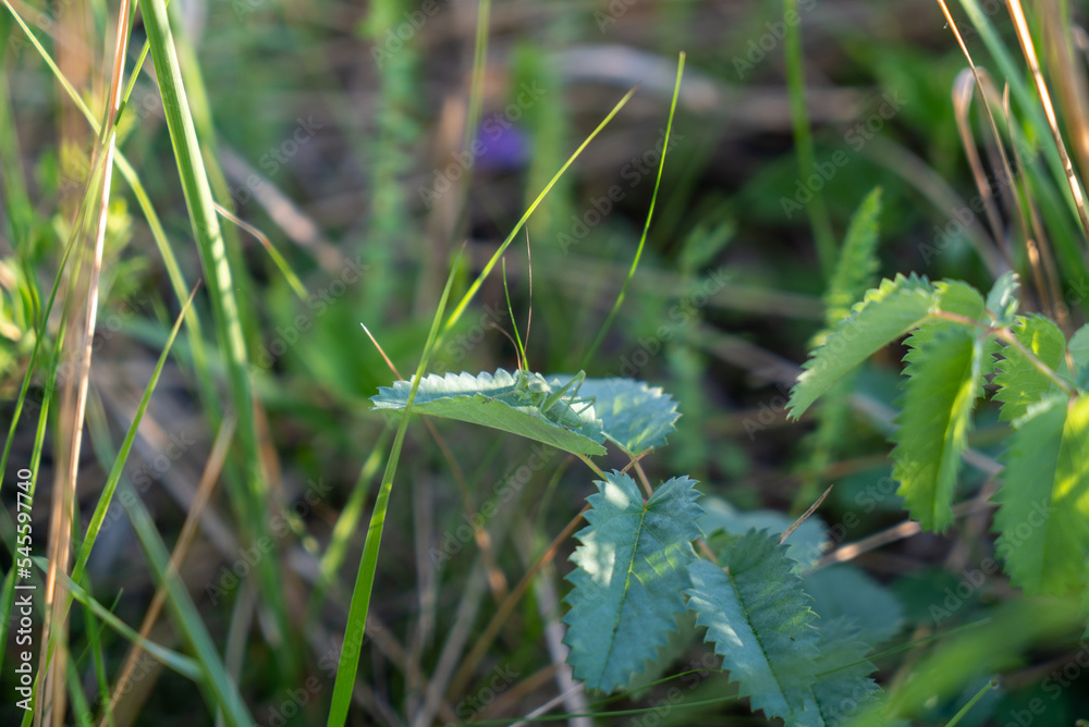 Green grasshopper on a green leaf Green grasshopper on a green leaf