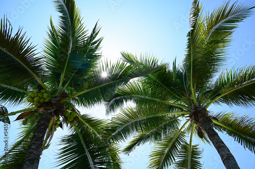 coconut trees on beach  natural background