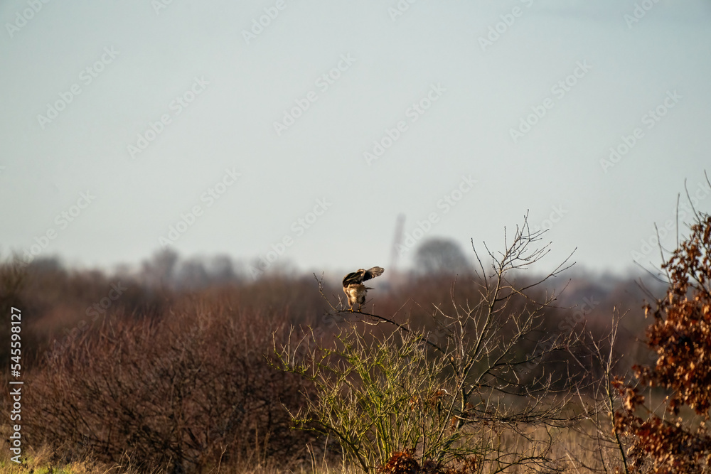 Impressive common buzzard, buteo buteo, landing on branch in autumn with copy space. Feathered animal with white and brown plumage