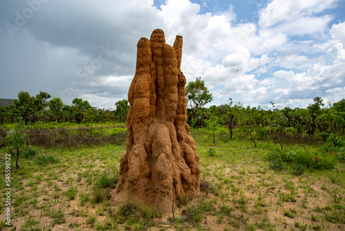 Litchfield Cathedral Termite Mounds