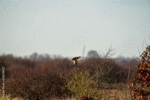 Obraz na płótnie Impressive common buzzard, buteo buteo, landing on branch in autumn with copy space. Feathered animal with white and brown plumage w salonie