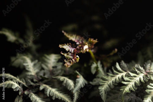 Fern leaf close-up. Herbal natural background.