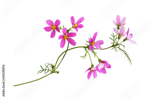 Pink cosmos flowers in a floral arrangement isolated on white or transparent background © Ortis