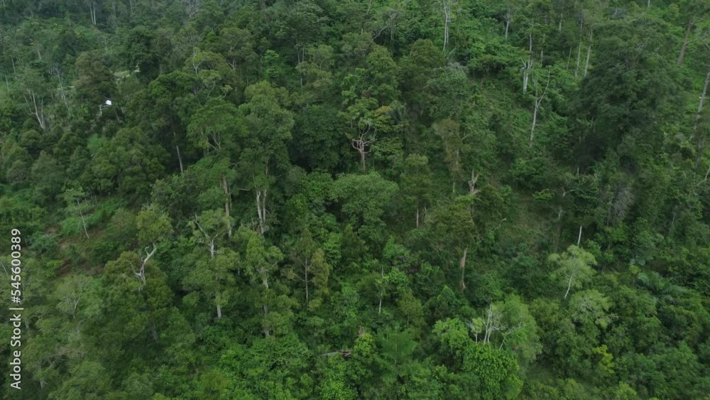 Aerial video view of the tropical rainforest in Aceh province, Indonesia. Aerial video view of the tropical rainforest in Aceh province, Indonesia.