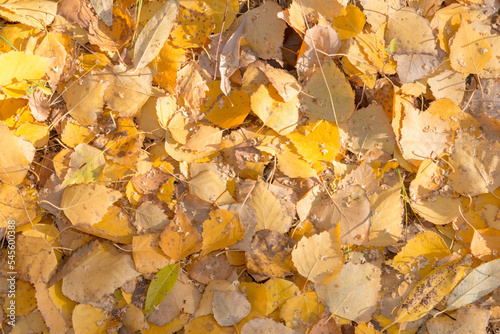 autumn leaves background