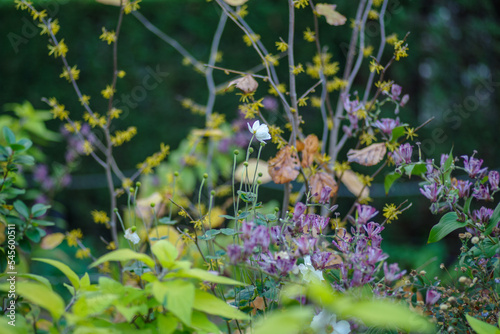 秋の草花が盛んに咲く